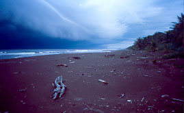 tort rainy day.jpg
